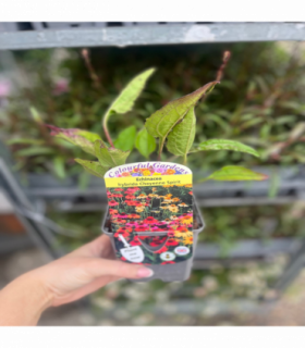 Echinacea purpurea 'Cheyenne Spirit' 9cm