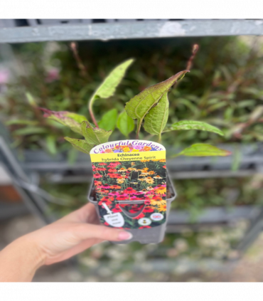 Echinacea purpurea 'Cheyenne Spirit' 9cm