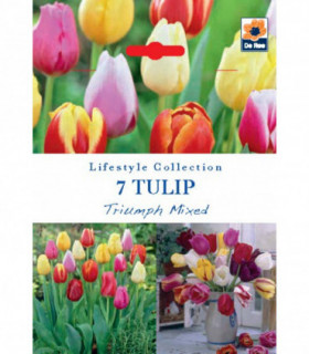 Tulip Triumph Mixed Bulbs (7 Bulbs)