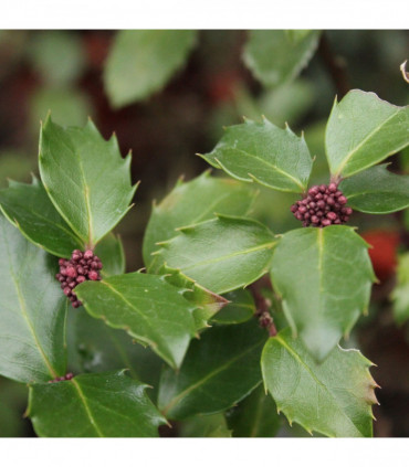 Ilex meserveae 'Blue Prince' Holly 2L
