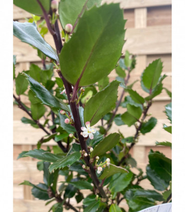 Ilex meserveae 'Blue Prince' Holly 2L