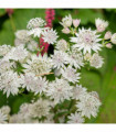 Astrantia 'Star of Billion' 2L