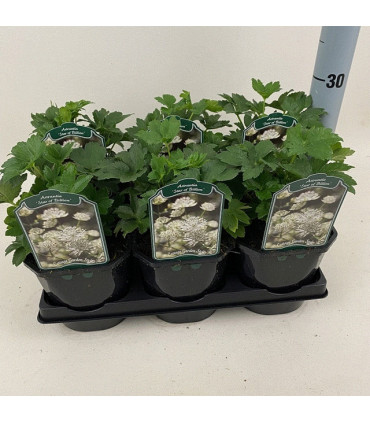 Astrantia 'Star of Billion' 2L