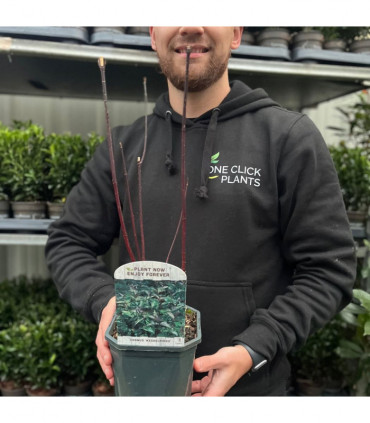 Cornus 'Kesselringii' - Black Stem Dogwood 1L / 2L