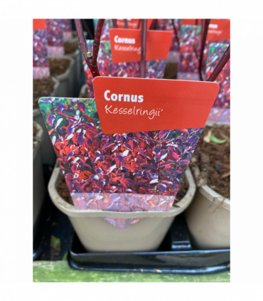Cornus 'Kesselringii' - Black Stem Dogwood 1L / 2L