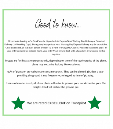 Cornus 'Kesselringii' - Black Stem Dogwood 1L / 2L