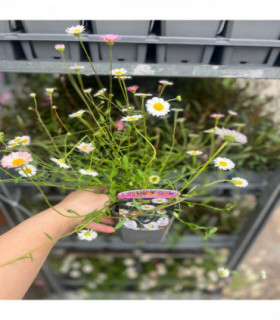Erigeron karvinskianus profusion 9cm/2L