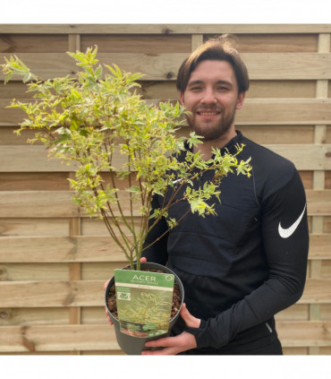 Acer palmatum 'Butterfly'