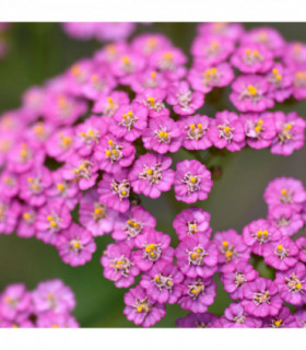 Achillea - Summer Pastels 9cm