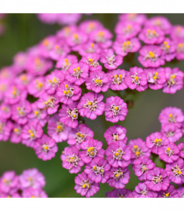 Achillea - Summer Pastels 9cm