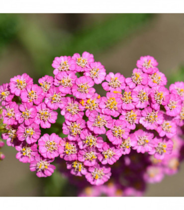 Achillea - Summer Pastels 9cm