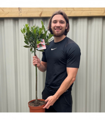 Standard Bay Tree | Laurus nobilis | 90-100cm