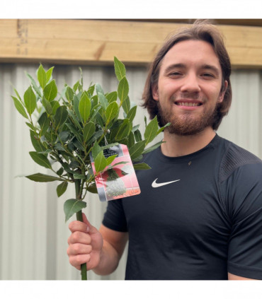 Standard Bay Tree | Laurus nobilis | 90-100cm