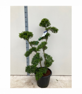 Established Ilex Crenata Bonsai Tree 30L (160cm)