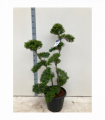 Established Ilex Crenata Bonsai Tree 30L (160cm)