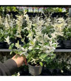 Euonymus fortunei 'Harlequin' 9cm / 13cm