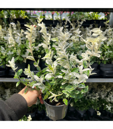 Euonymus fortunei 'Harlequin' 9cm / 13cm