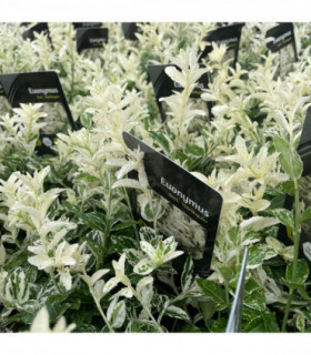 Euonymus fortunei 'Harlequin' 9cm / 13cm