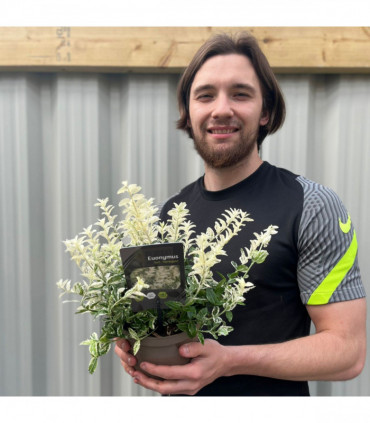 Euonymus fortunei 'Harlequin' 9cm / 13cm