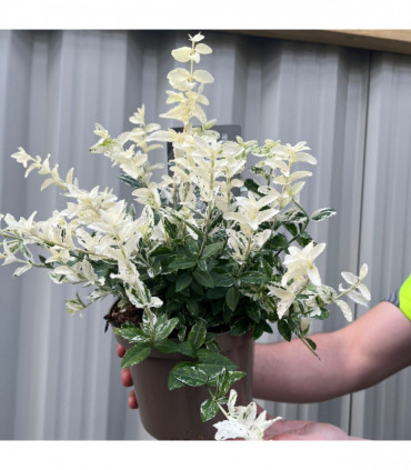 Euonymus fortunei 'Harlequin' 9cm / 13cm