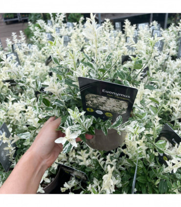 Euonymus fortunei 'Harlequin' 9cm / 13cm