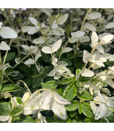Euonymus fortunei 'Harlequin' 9cm / 13cm