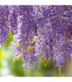 Wisteria sinensis on frame 100cm 4L