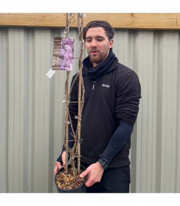 Wisteria sinensis on frame 100cm 4L