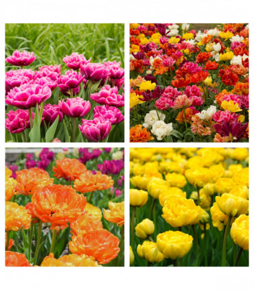 Tulip Double Early Mixed (6 Bulbs)