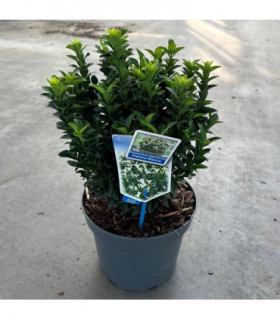 Euonymus fortunei 'Paloma Blanca' 9cm/1.5L/2L (Multibuy Offers Available)