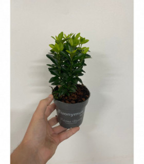 Euonymus fortunei 'Paloma Blanca' 9cm/1.5L/2L.