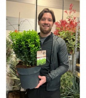 Euonymus japonicus 'Green Spire'.