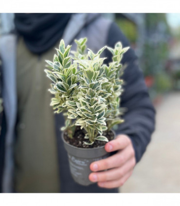 Euonymus japonicus 'White Spire' 9cm-5L.