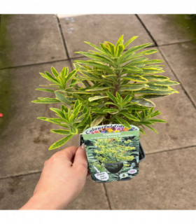 Euphorbia x martinii 'Ascot Rainbow' 9cm/1.5/2L