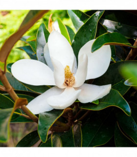 Evergreen Magnolia | Magnolia grandiflora 'Little Gem' | 60cm
