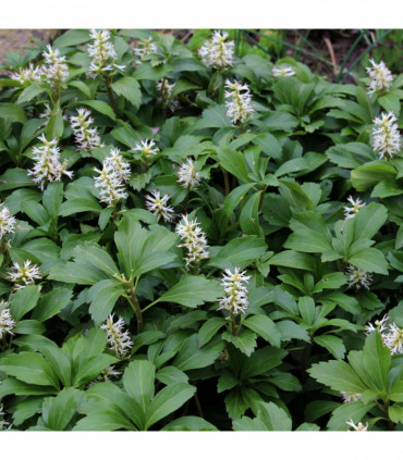 Pachysandra terminalis (9cm Pot)