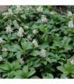 Pachysandra terminalis (9cm Pot)