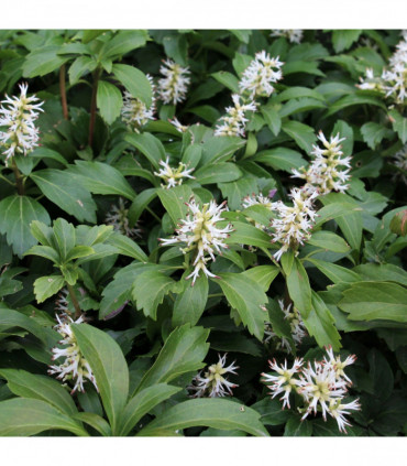 Pachysandra terminalis (9cm Pot)