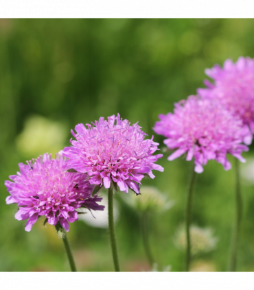 Scabious 'Pink Mist' 9cm/2L