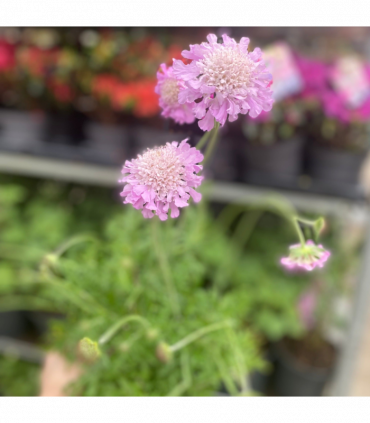 Scabious 'Pink Mist' 9cm/2L