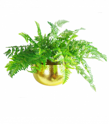 XL Metal Bowl Planter 32 x 20cm Hammered Gold Colour Straight Edge