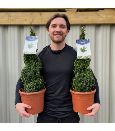 Buxus Spiral | Buxus sempervirens Topiary | Box Spiral