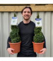 Buxus Spiral | Buxus sempervirens Topiary | Box Spiral