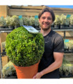 Buxus/Topiary Ball (Buxus sempervirens)