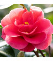 Camellia x Wiliamsi (Hybrid Camellia) 40-50cm
