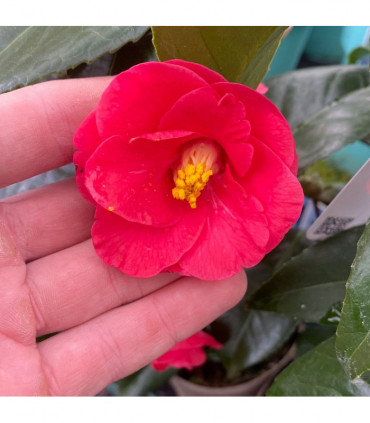 Camellia x Wiliamsi (Hybrid Camellia) 40-50cm