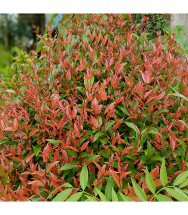Nandina domestica 'Gulf Stream' (Heavenly Bamboo) 2L