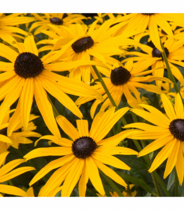 Rudbeckia fulgida Goldstrum 9cm
