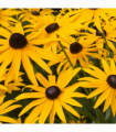 Rudbeckia fulgida Goldstrum 9cm