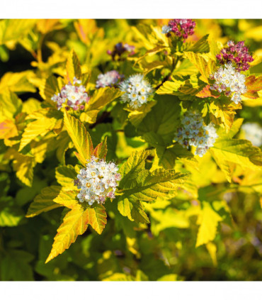 Physocarpus opulifolius 'Dart's Gold' 1L